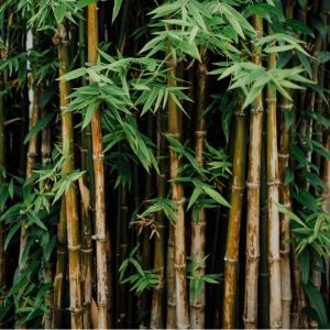 peignoir matiere bambou